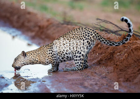 Leopard (Panthera pardus) female drinking from puddle in road, Kgalagadi Transfrontier Park, Northern Cape, South Africa, February. Stock Photo