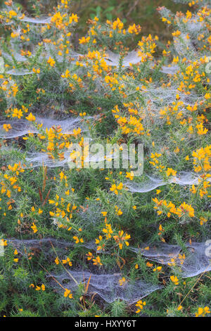 Spider webs covered in dew, on gorse (Ulex), October. Stock Photo