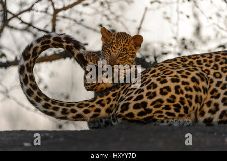 Leopard (Panthera pardus) cub playing with mothers tail, Londolozi Private Game Reserve, Sabi Sands Game Reserve, South Africa. Stock Photo