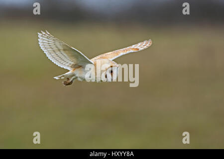 Barn owl (Tyto alba) hunting over meadow. North Norfolk, England, UK. March.