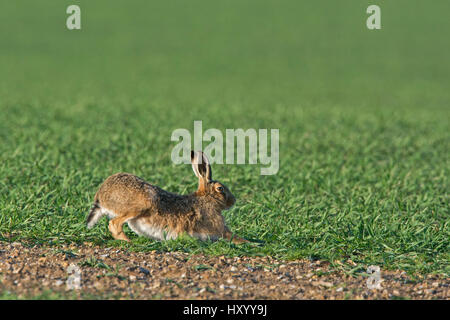 Brown hare (Lepus europaeus) stretching. North Norfolk, England, UK. March. Stock Photo