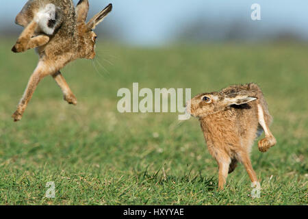 Brown hares (Lepus europaeus) boxing near Holt, Norfolk, England. UK. March. Stock Photo