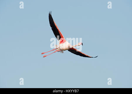 Greater flamingo (Phoenicopterus roseus) in flight. Camargue, Provence, France. May. Stock Photo