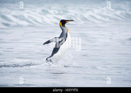 King penguin (Aptenodytes patagonicus) walking from sea. Salisbury Plain, South Georgia. January. Stock Photo