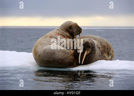 Two walrus (Odobenus rosmarus) resting on ice. Foxe Basin, Nunavut, Canada.