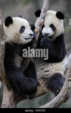 Two subadult Giant pandas (Ailuropoda melanoleuca)  climbing in tree. Wolong Nature Reserve, Wenchuan, Sichuan Province, China. Captive. Stock Photo