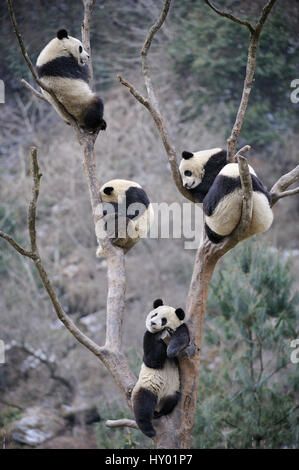 Five subadult giant pandas (Ailuropoda melanoleuca) climbing in tree. Wolong Nature Reserve, Wenchuan, Sichuan Province, China. Stock Photo