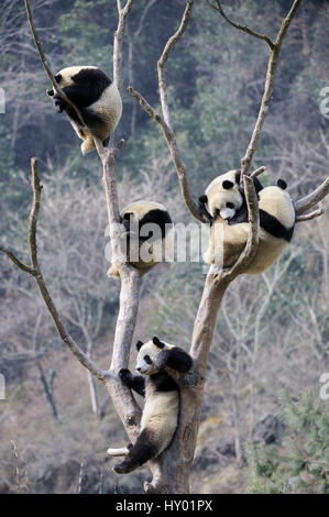 Five subadult Giant pandas (Ailuropoda melanoleuca) climbing in tree. Wolong Nature Reserve, Wenchuan, Sichuan Province, China. Stock Photo