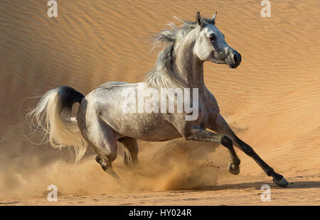 Dapple grey Arabian stallion running in desert dunes near Dubai, United Arab Emirates. Stock Photo