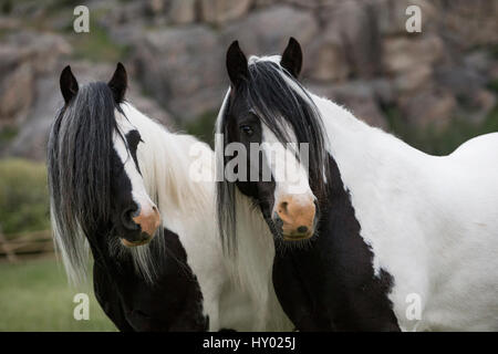 Two Gypsy vanner geldings standing together looking away, Greyrock, Wyoming, USA. June. Stock Photo