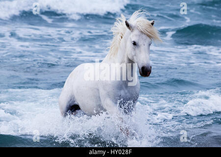 White Camargue stallion coming in from the sea, Camargue, France, Europe. May. Stock Photo