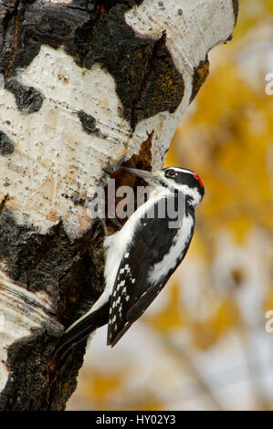 Hairy woodpecker (Picoides villosus) male on aspen tree. Grand Teton National Park, Wyoming, USA. Stock Photo