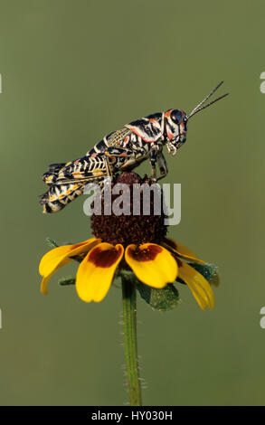 Painted Grasshopper (Dactylotum bicolor) adult on Clasping-leaved Coneflower (Dracopis amplexicaulis). Welder Wildlife Refuge, Sinton, Texas, USA. Stock Photo