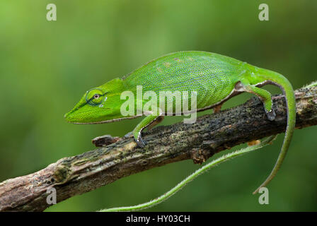 Short-nosed Chameleon (Calumma gastrotaenia) on branch, Madagascar, Africa. Stock Photo
