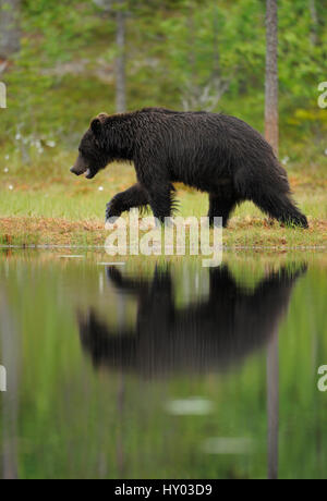 Eurasian brown bear (Ursus arctos) reflected in lake Suomussalmi, Finland. July.