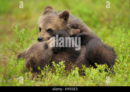 Two Eurasian brown bear (Ursus arctos) cubs play fighting, Suomussalmi, Finland. July. Stock Photo