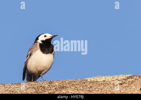 Horizontal photo of single wagtail bird which sits on the worn old roof. Bird with black and white color is kept during sunny day with clear blue sky. Stock Photo