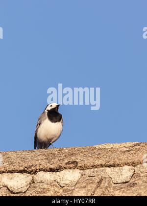 Vertical photo of single wagtail bird which sits on the worn old roof. Bird with black and white color is kept during sunny day with clear blue sky. Stock Photo