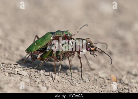Green tiger beetles (Cicindela campestris) mating on an open sandy and barren surface. Male grips female at back of thorax with his mandibles. Stock Photo