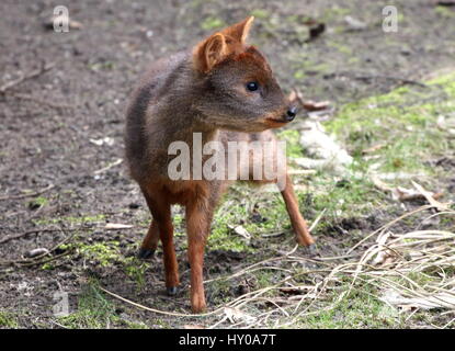 Female Southern Pudú deer (Pudu puda), native to the lower ranges of the South American Andes Stock Photo