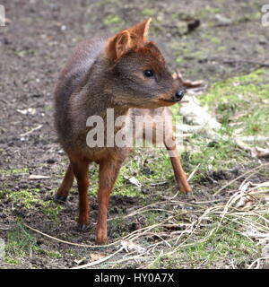 Southern Pudú deer (Pudu puda), native to the lower ranges of the South American Andes Stock Photo