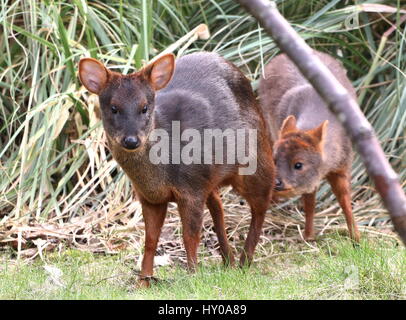 Male and female Southern Pudú deer (Pudu puda). Native to the lower ranges of the South American Andes Stock Photo