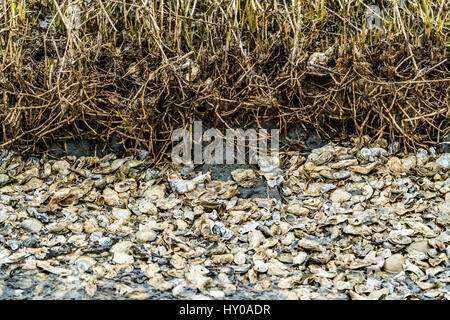 A closeup of leftover oyster shells near a harvesting site.