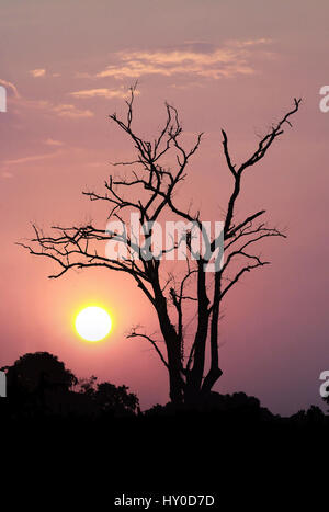 Leafless trees on orange sunset and white clouds on evening Stock Photo