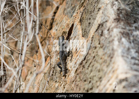 Grey lizard climbing on stone wall with lizard in sharp focus and wall and tree branches blurred Stock Photo