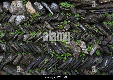 Traditional herringbone pattern rough slate wall, Cornwall, England Stock Photo