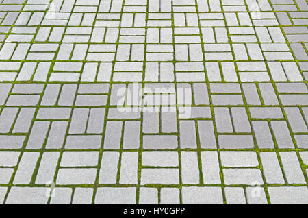 Photo (not a computer rendering) of paving slabs sprouted green moss from excessive moisture Stock Photo