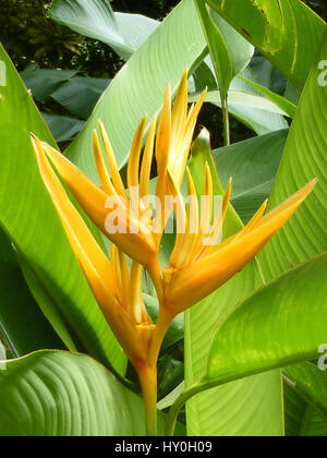 Heliconia Golden Torch as seen flowering on the island of Saint Lucia in the Caribbean Stock Photo