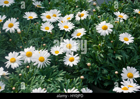 White Marguerite Flowers also known as Chrysanthemum Frutescens and Paris Daisy Stock Photo