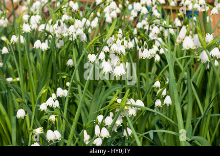 White Leucojum Aestivum Gravetye also known as Summer Snowflake or Loddon Lily Stock Photo