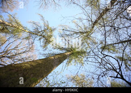 Sky Tree Stock Photo