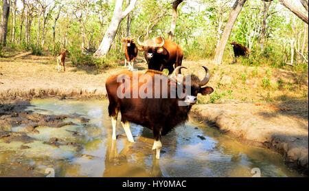 Indian bison along with calf  drinking water from small ponds which prepared by forest authorities of mudumalai wild life sanctuary. Tamil nadu, India Stock Photo