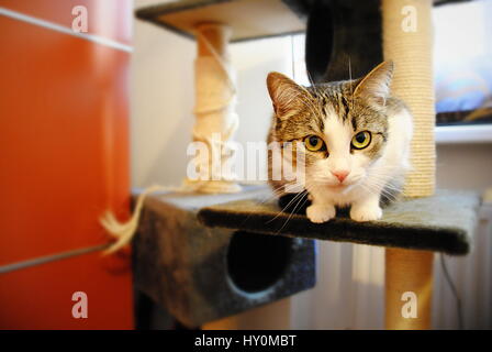 cat on a scratching post Stock Photo
