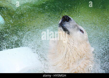 polar bear in the water Stock Photo