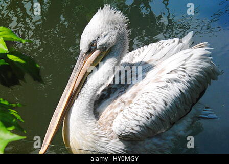 dalmatian pelican swimming Stock Photo