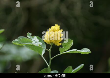 Argyrocytisus battandieri Stock Photo