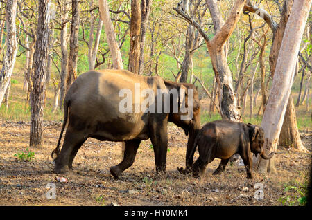 Elephant mother leading her  naughty son [or daughter ] along the  Mudumalai, Tamil Nadu, India. Stock Photo