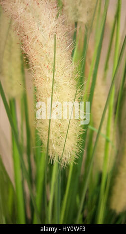 Green grass background with flowers of  Pink Fountain Grass or Pennisetum Setaceum. Fluffy, feather looking stems. Macro, soft focus. Stock Photo