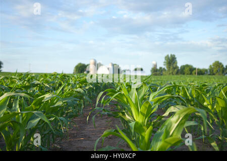 Selective focus, low angle view of a cornfield and farm on a sunny morning Stock Photo
