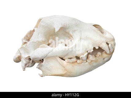 Spotted Hyaena skull isolated on white background with clipping paths Stock Photo