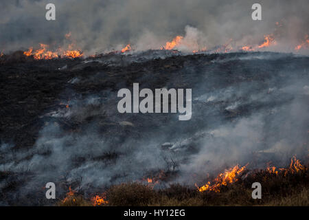 Heather burns on a hillside during a muirburn on a heather moorland near Inverness. Muirburn is controlled heather burning and is considered an import Stock Photo