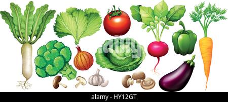 Different types of vegetables illustration Stock Vector