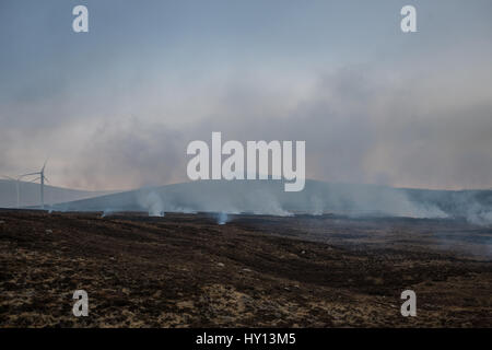 Heather burns on a hillside during a muirburn on a heather moorland near Inverness. Muirburn is controlled heather burning and is considered an import Stock Photo