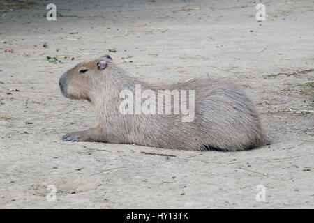 Capybara - Kapibara (Hydrochoerus hydrochaeris), the largest living rodent in the world Stock Photo