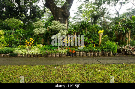 Various kind of plant, bonsai tree and flower arranged like a little jungle and sell by florist photo taken in Jakarta Indonesia Stock Photo