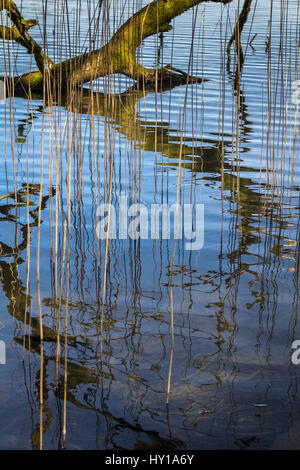 Tree Branch and Reeds Reflected in Water Portrait. Stock Photo
